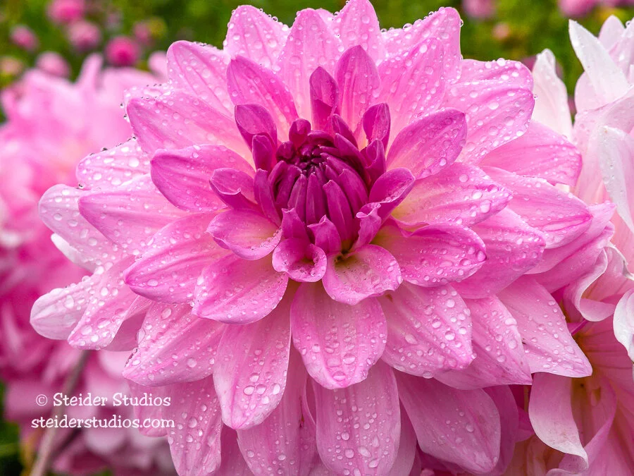 Ｄahlia☆様 Dahlegria Light Rose | Syngenta Flowers